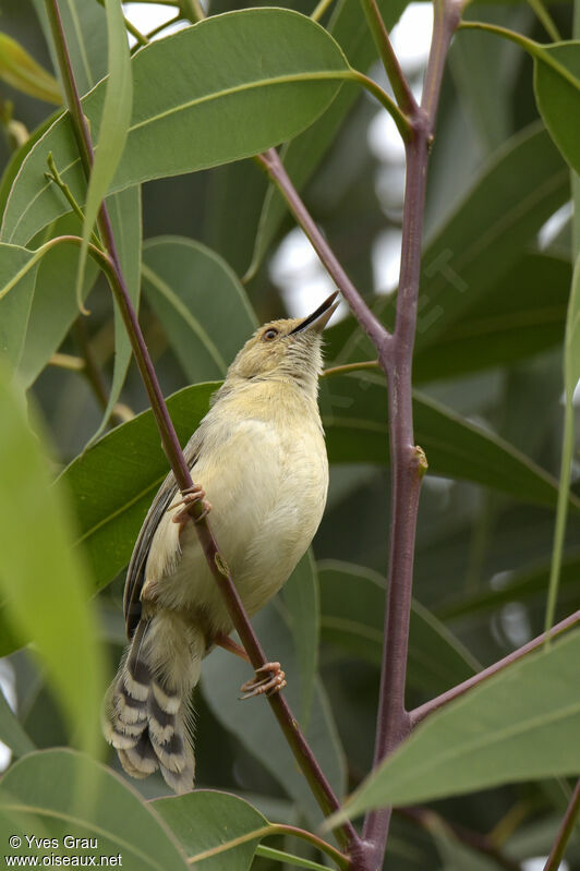 Trilling Cisticola