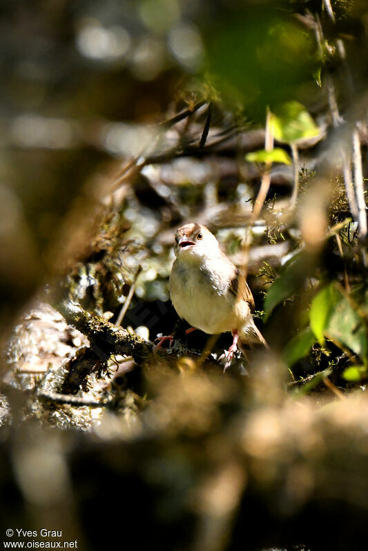 Trilling Cisticola