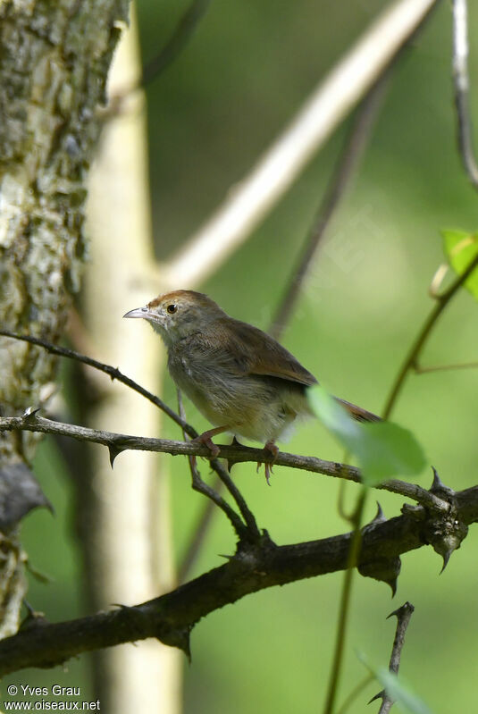 Trilling Cisticola