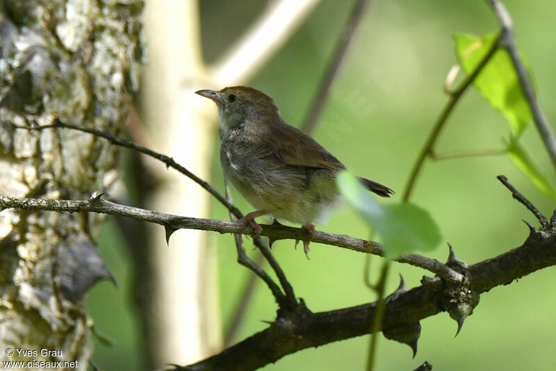 Trilling Cisticola