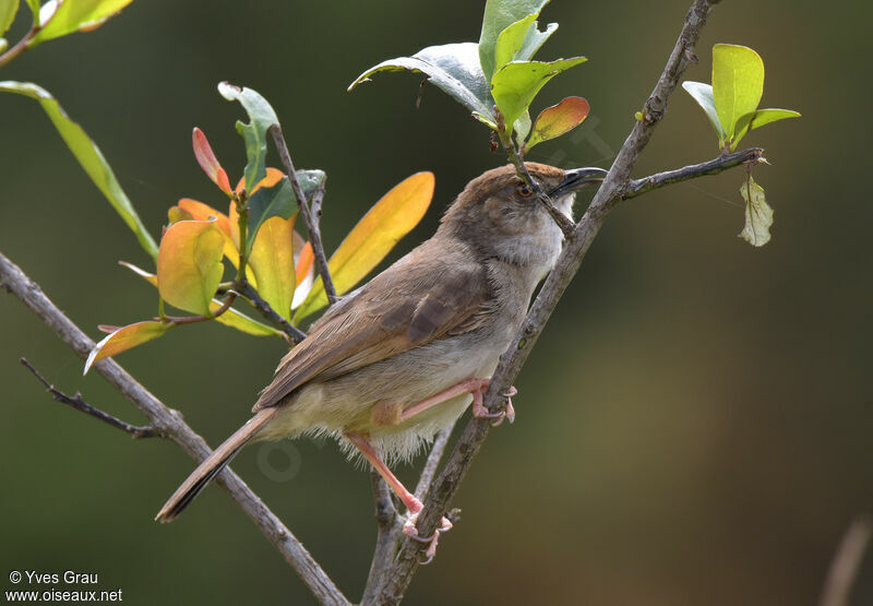 Trilling Cisticola