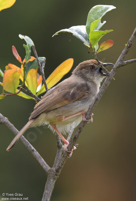 Trilling Cisticola