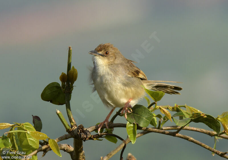 Trilling Cisticola