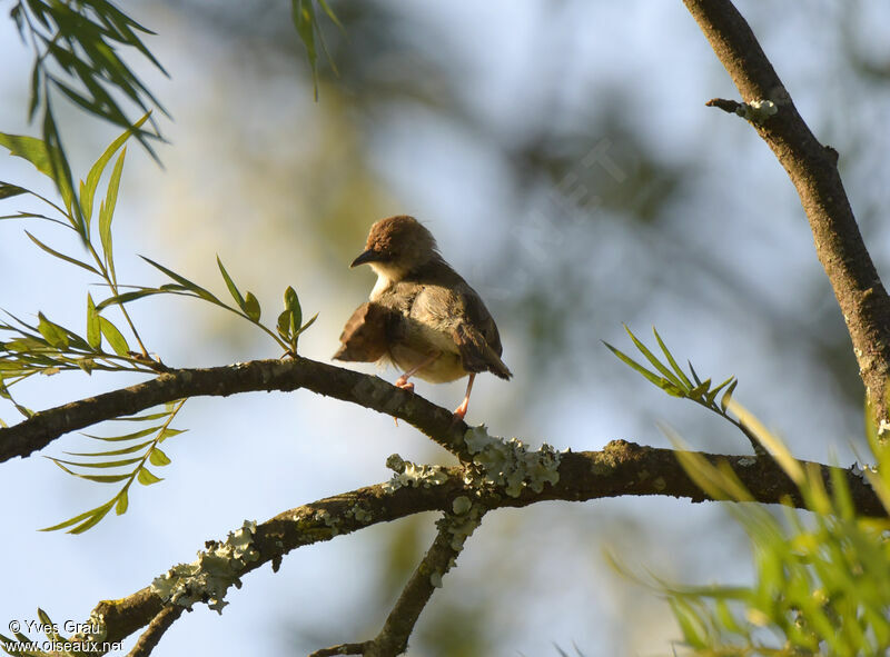 Trilling Cisticola