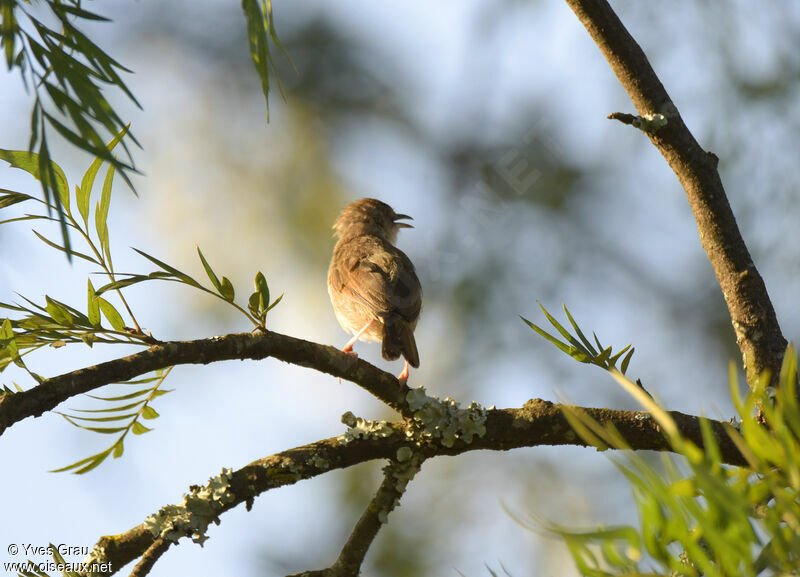 Trilling Cisticola