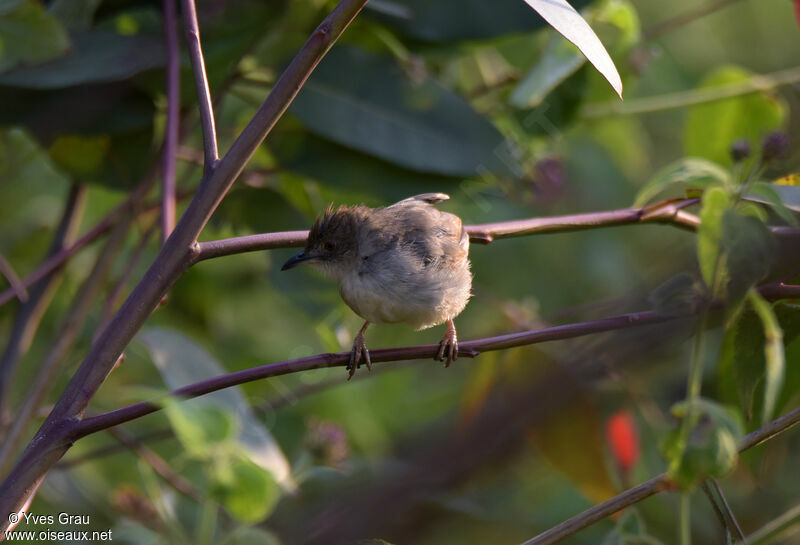 Trilling Cisticola