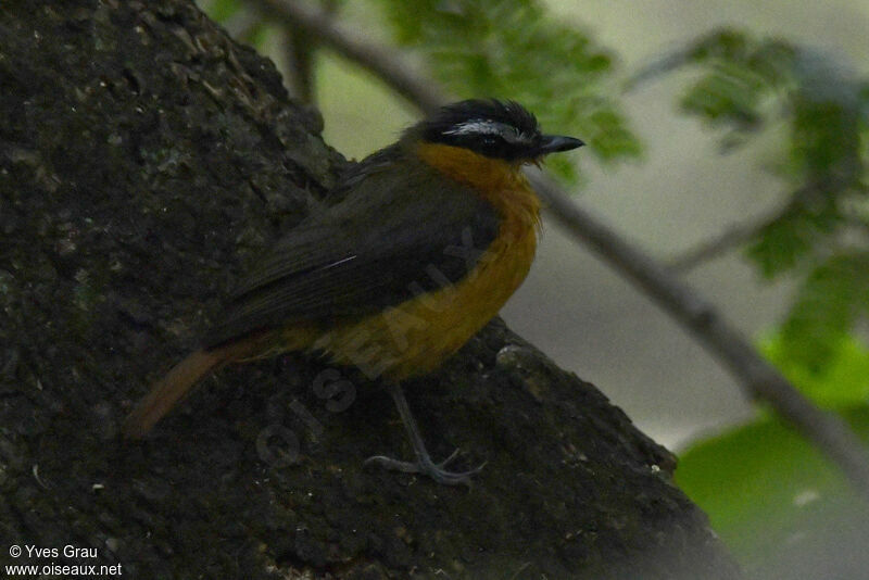 Grey-winged Robin-Chat