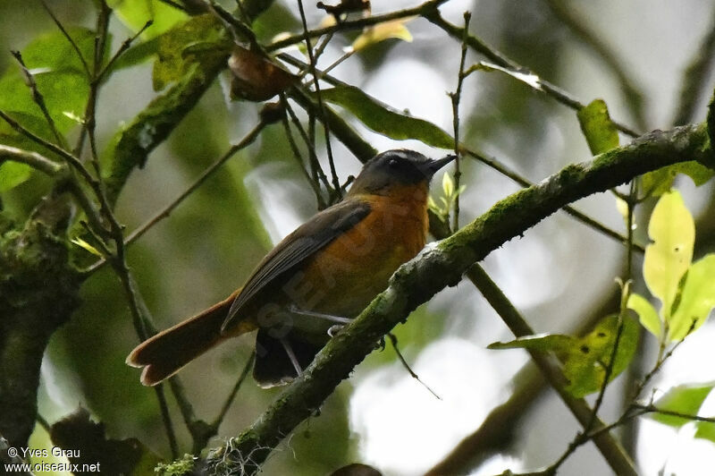 Archer's Ground Robin