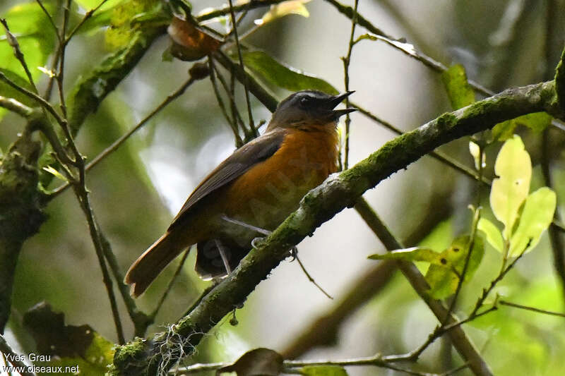 Archer's Ground Robin