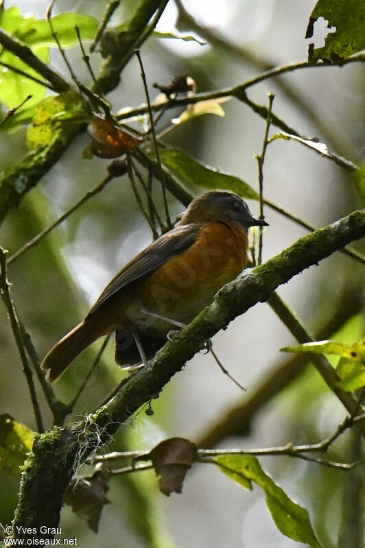 Archer's Ground Robin