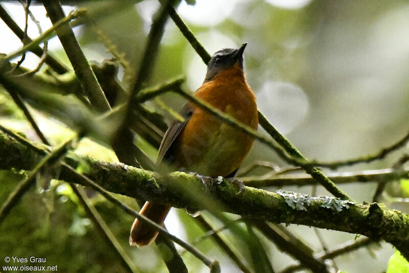 Archer's Ground Robin