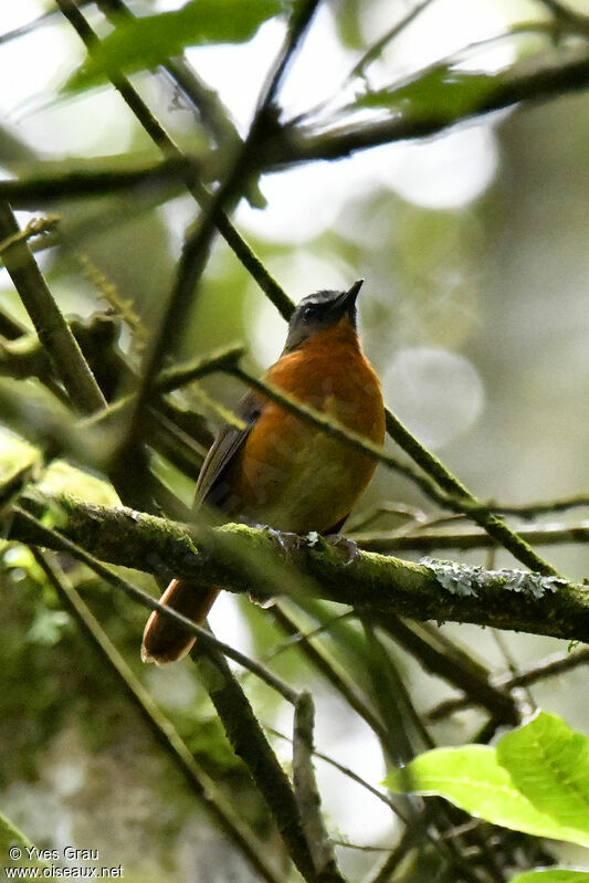 Archer's Ground Robin