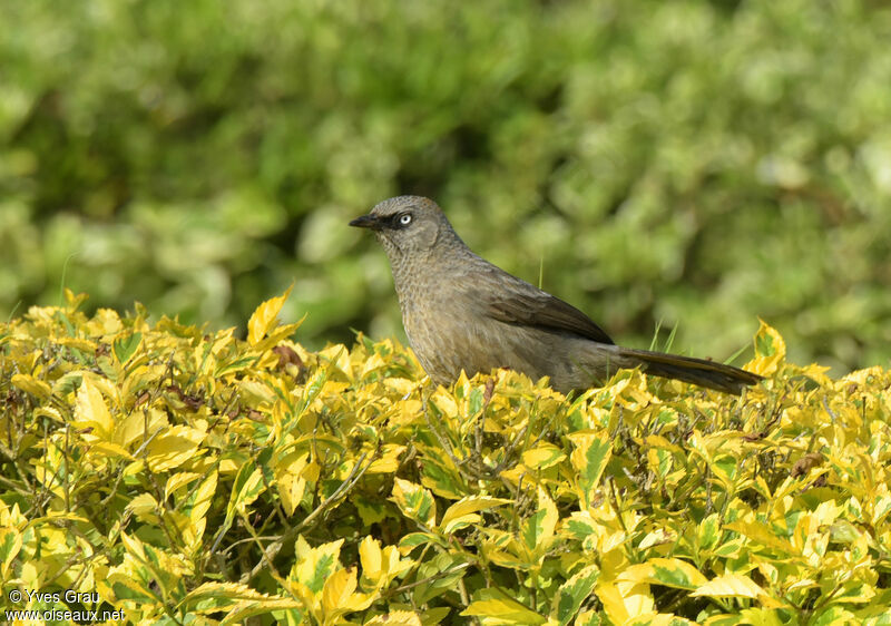 Black-lored Babbler