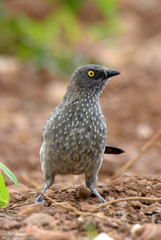 Arrow-marked Babbler