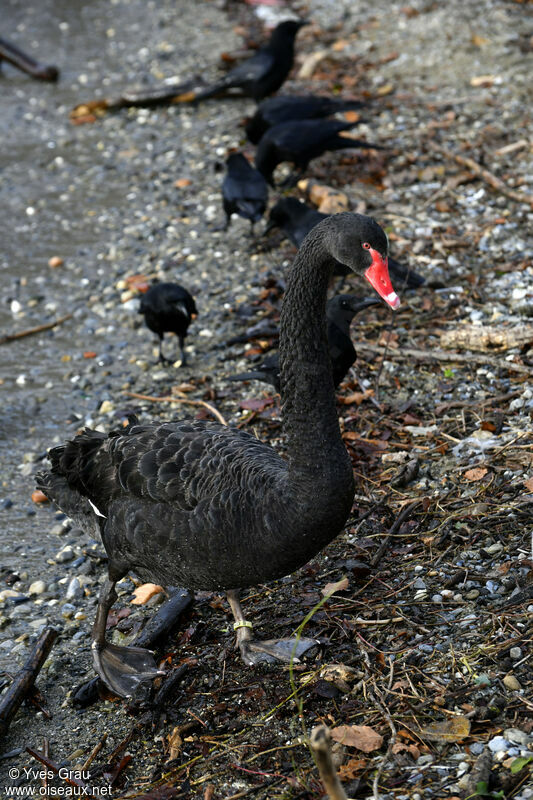 Cygne noir