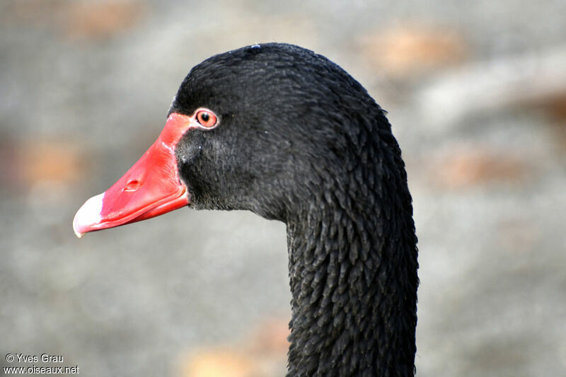 Cygne noir