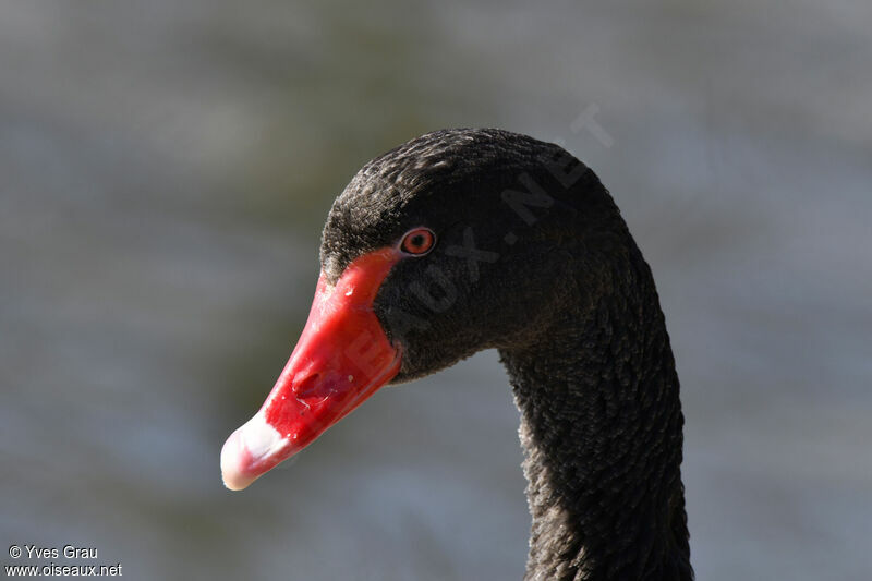 Cygne noir