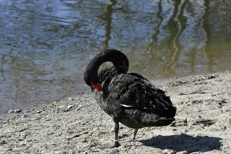 Black Swan