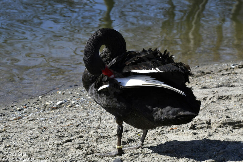 Cygne noir