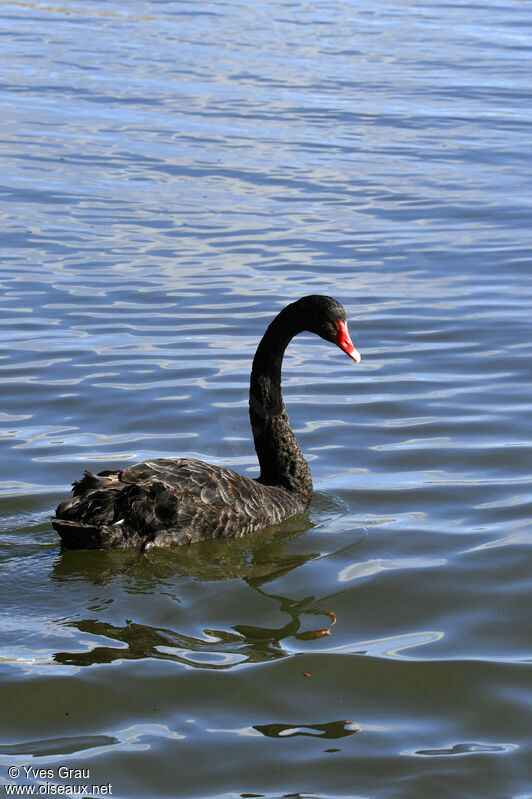 Cygne noir