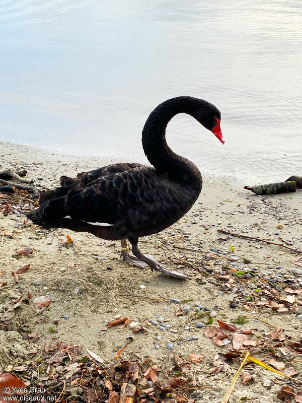 Cygne noir