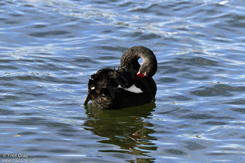 Black Swan