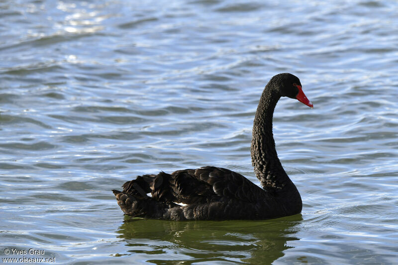 Cygne noir