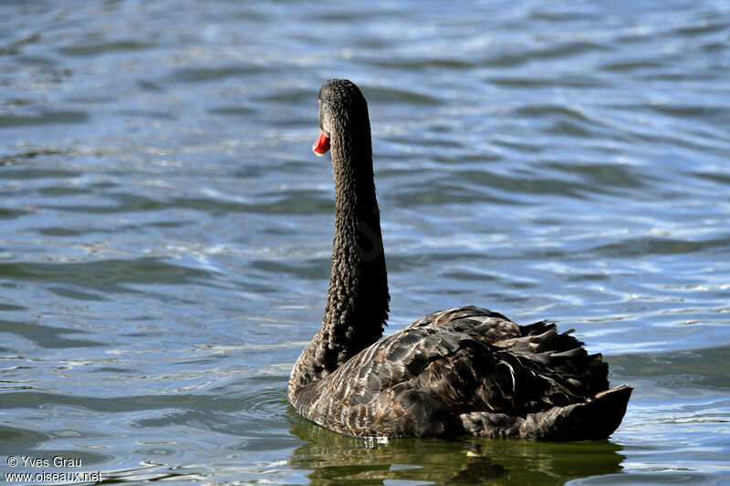 Black Swan