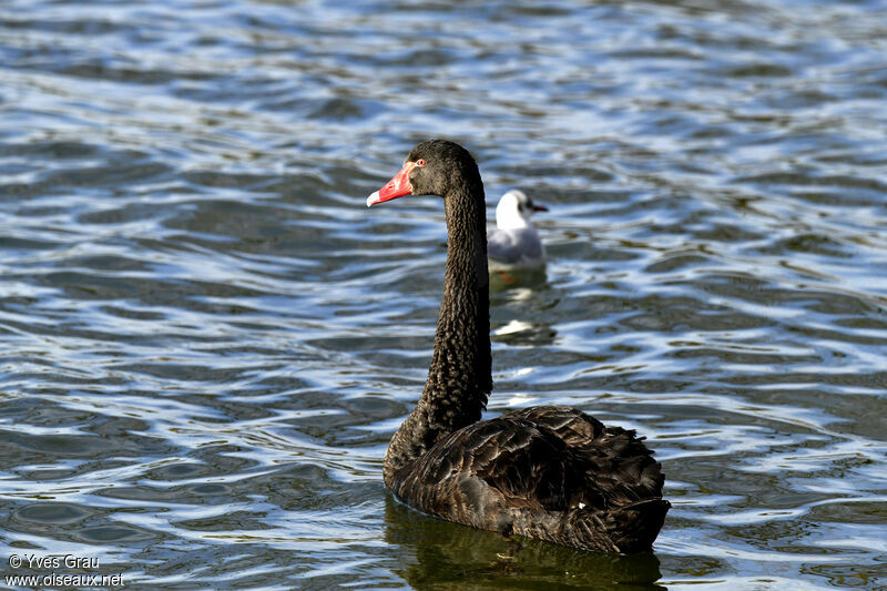 Cygne noir