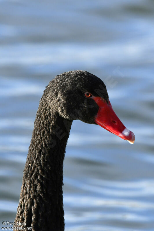 Cygne noir