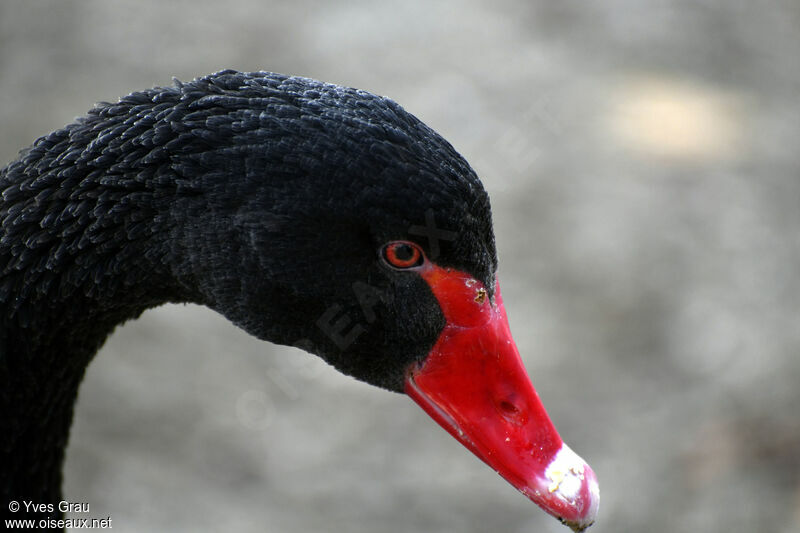 Black Swan