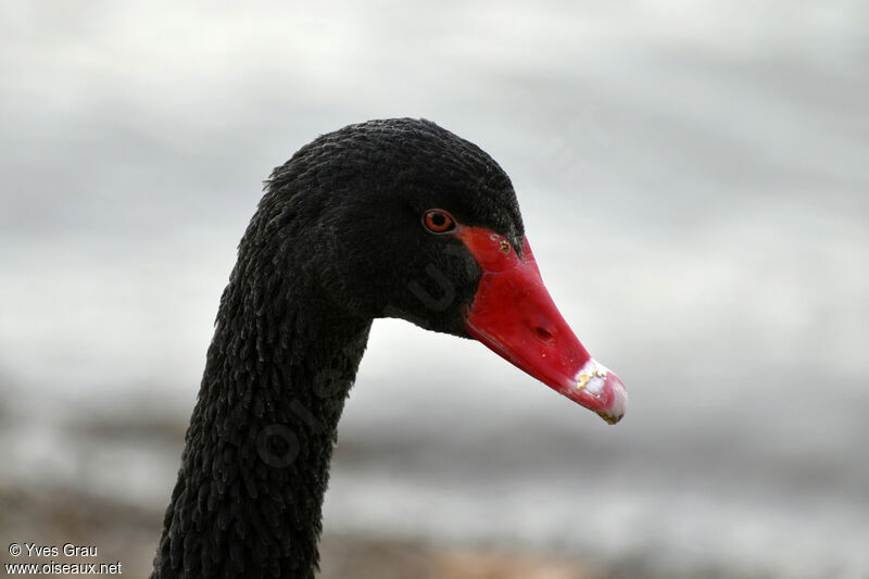 Black Swan