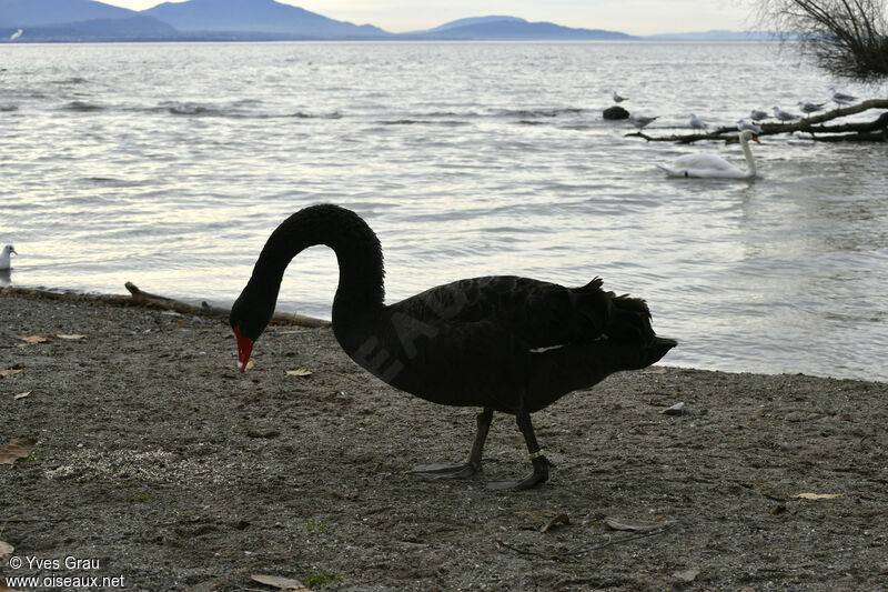 Cygne noir