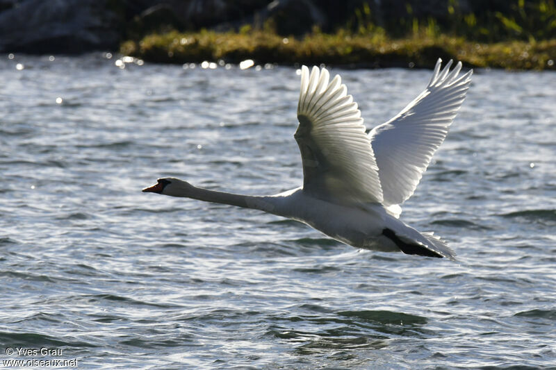 Mute Swan