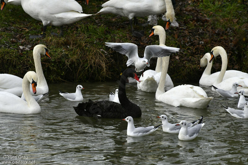 Cygne tuberculé