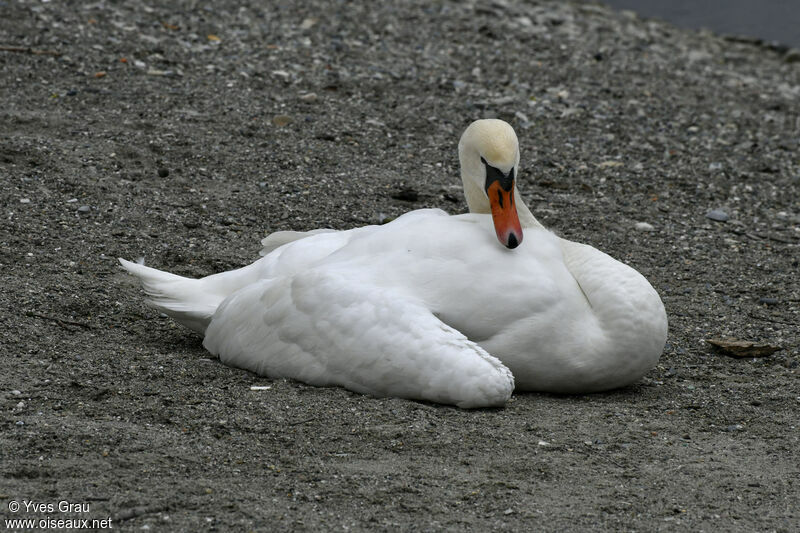 Cygne tuberculé