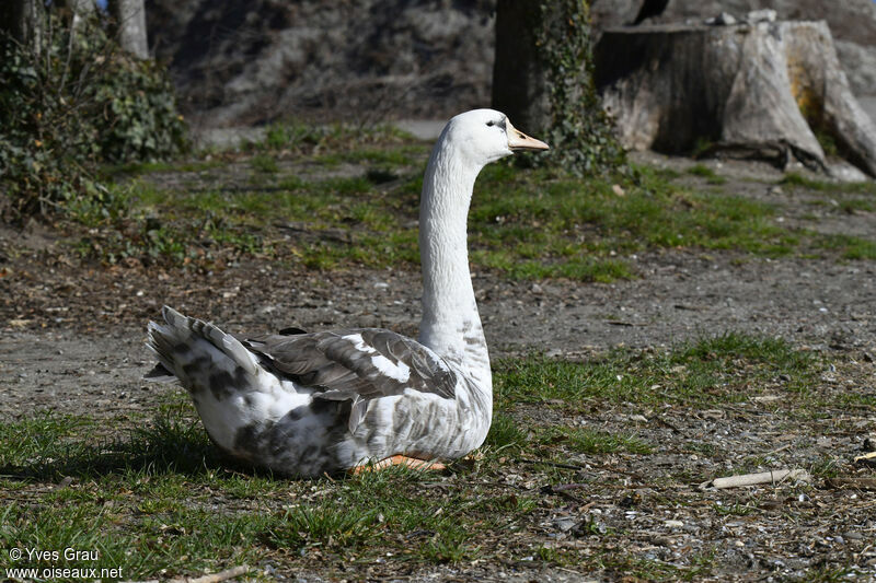 Mute Swan