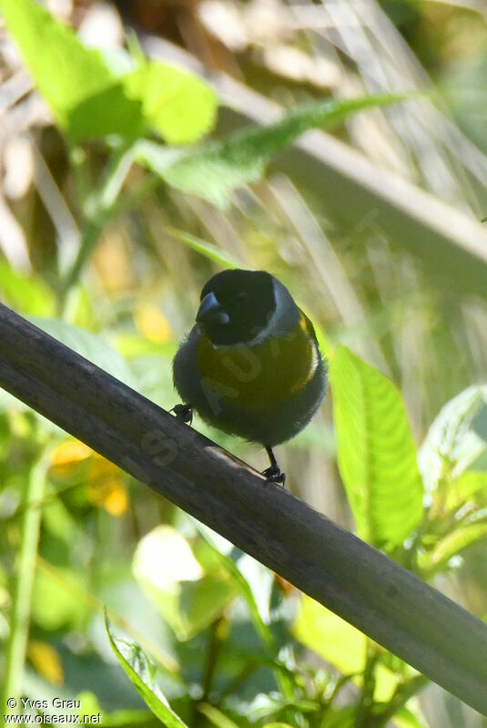 Dos-vert à collier