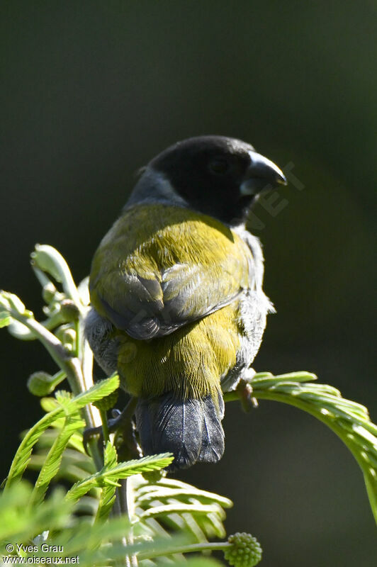 White-collared Oliveback