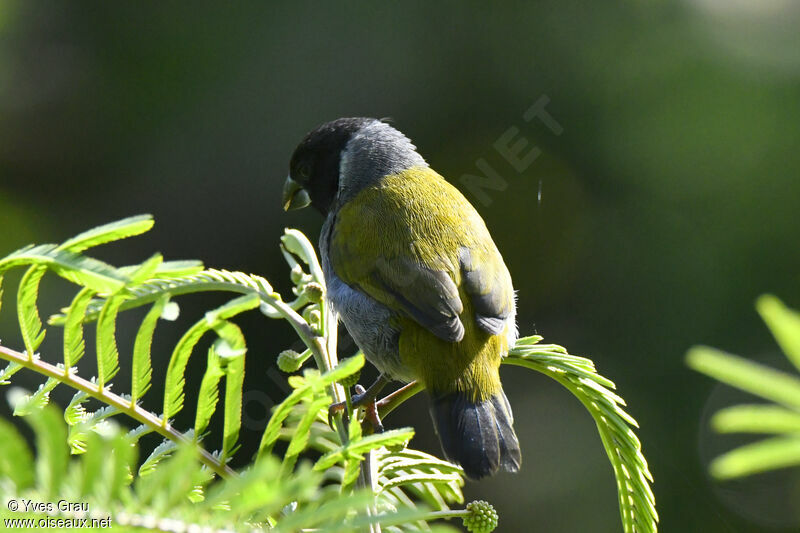 White-collared Oliveback