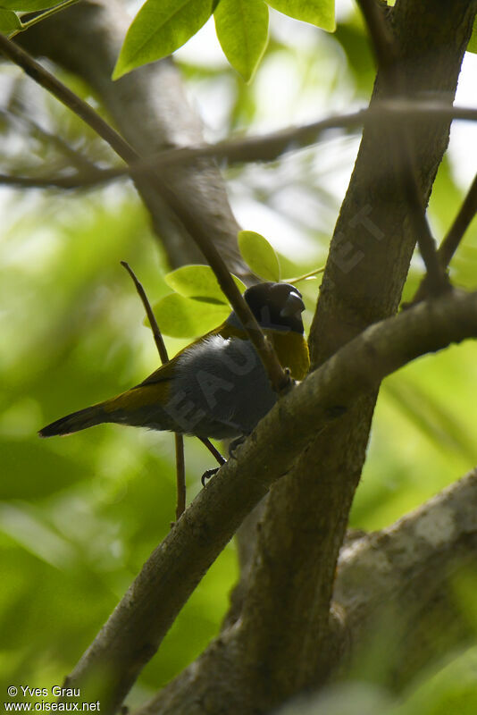 White-collared Oliveback