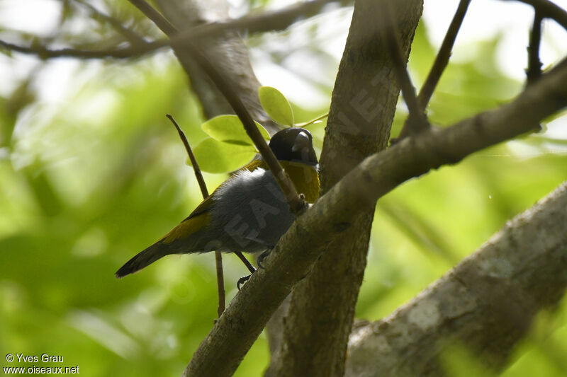 White-collared Oliveback