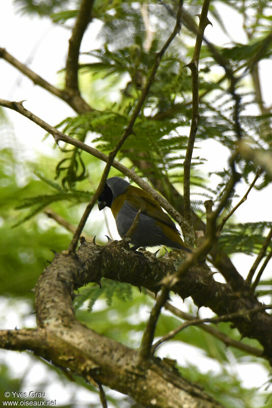 White-collared Oliveback