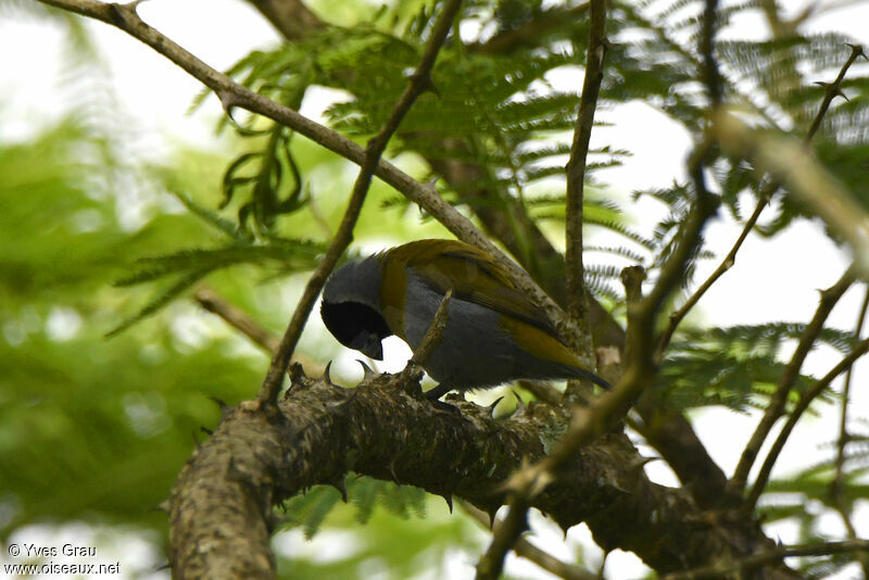 White-collared Oliveback