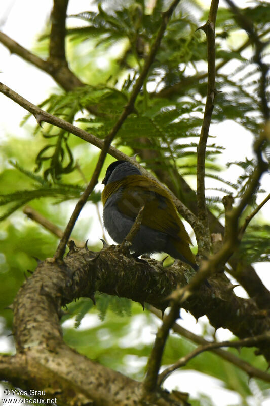 White-collared Oliveback