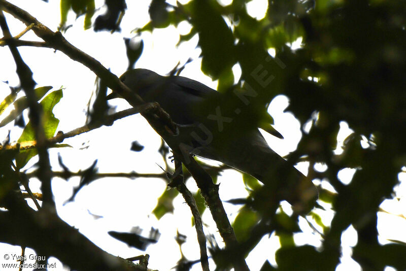 Grey Cuckooshrike