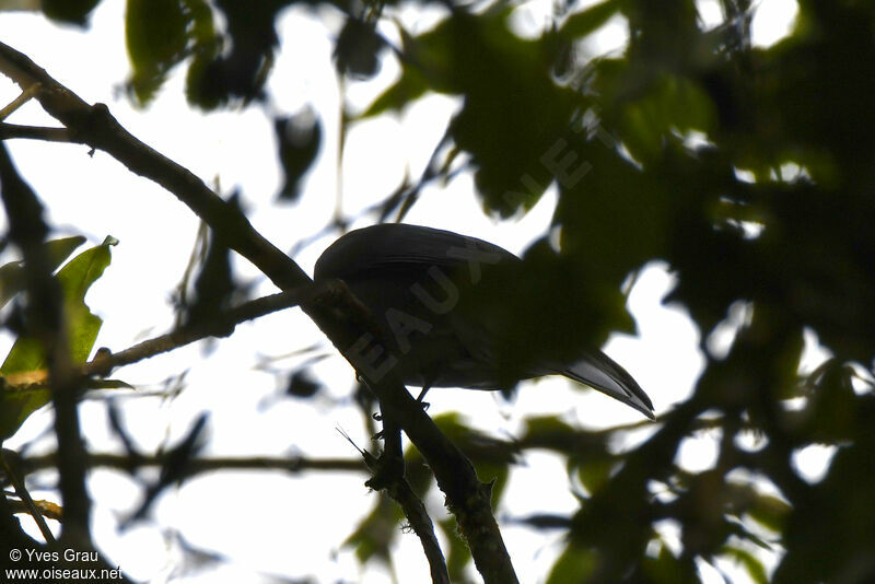 Grey Cuckooshrike