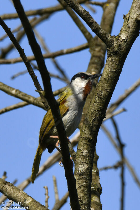 Grey-capped Warbler