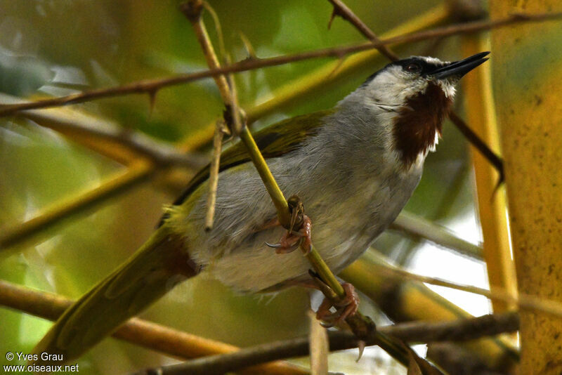 Grey-capped Warbler