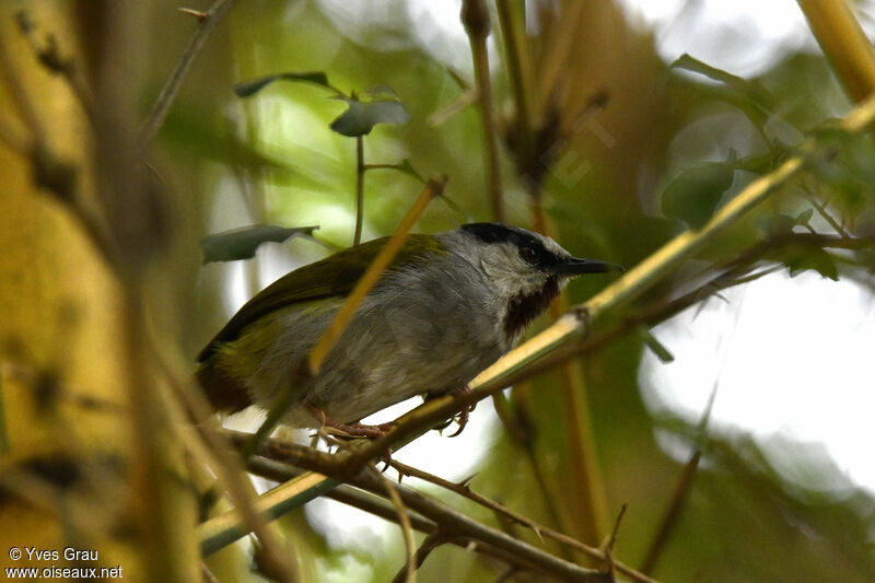 Grey-capped Warbler